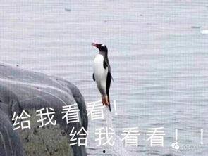 娱乐吃瓜君爆料遛鸟,遛鸟背后的明星趣事大揭秘